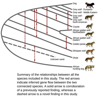 Canis lupus familiaris Recombinants